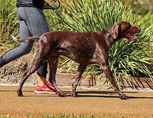 WeatherBeeta Rolled Leather Dog Lead - Walking dog