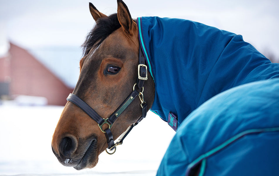 How to Put on a Horse Blanket Safely: Step-By-Step Guide